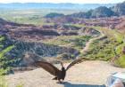 "Misqui Achikyay", un Cóndor Andino fue liberado en el Mirador de Huaco