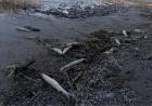 Pedirán estudios urgentes del agua tras la muerte de peces en Cuesta del Viento