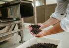 Las exportaciones sanjuaninas de pasas crecieron un 50% en dólares