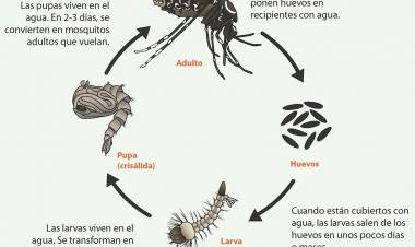 “Hablamos de dengue”: Destinan 2 horas de una jornada escolar para capacitar docentes