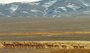 El gobernador Orrego envió a la Legislatura un proyecto para reconocer a los animales como seres sintientes