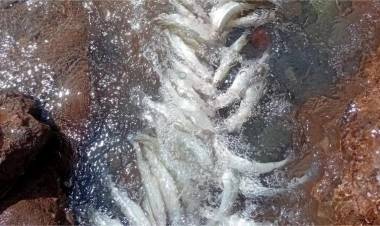 Iglesia: vecinos denuncian la aparición de peces muertos en Cuesta del Viento