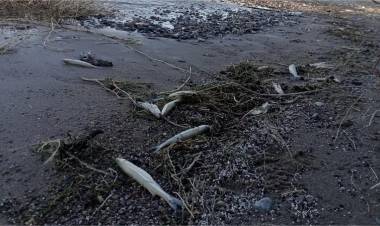 Pedirán estudios urgentes del agua tras la muerte de peces en Cuesta del Viento