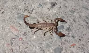 Temor en vecinos del Barrio Orión por la  presencia de alacranes en la zona 