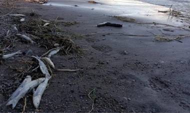 Mortandad de peces en Iglesia: “La falta de información genera temor”