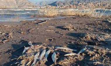 Fiscalía definirá en días si formaliza la causa por los peces muertos en Cuesta del Viento 