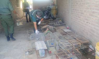 Ambiente desarticula redes de tráfico de fauna y refuerza controles en toda la provincia