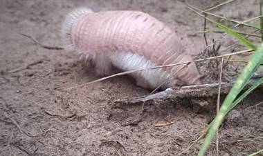 Se realizó un operativo de rescate y reinserción de un pichiciego en Valle Fértil