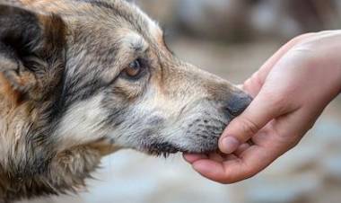 Día del Animal: por qué se celebra el 29 de abril en Argentina y a quién se recuerda