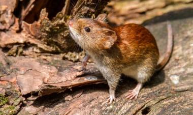 San Juan libre de casos de Hantavirus, refuerza la campaña de prevención