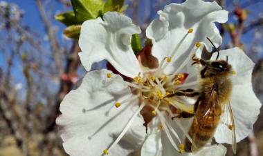 Polinización: un pilar estratégico para el crecimiento de la producción agropecuaria
