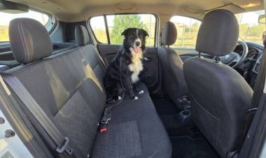 Trasladar mascotas de forma segura: qué exige la normativa vigente