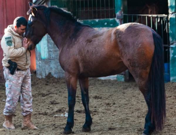 División Montada: el trabajo silencioso que recupera caballos y los convierte en aliados de la seguridad