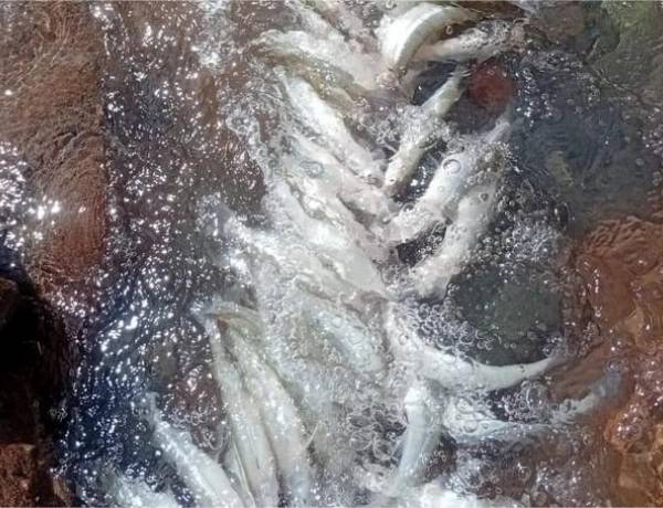 Iglesia: vecinos denuncian la aparición de peces muertos en Cuesta del Viento