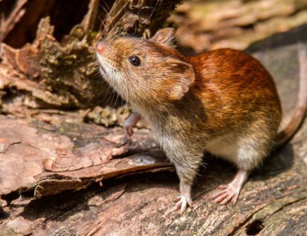 San Juan libre de casos de Hantavirus, refuerza la campaña de prevención