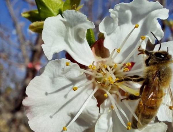 Polinización: un pilar estratégico para el crecimiento de la producción agropecuaria