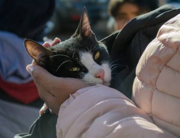Cómo proteger a las mascotas y prevenir accidentes tras las lluvias