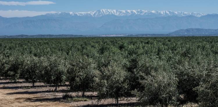 Fiduciario San Juan lanza la línea de crédito para cosecha y acarreo de olivos
