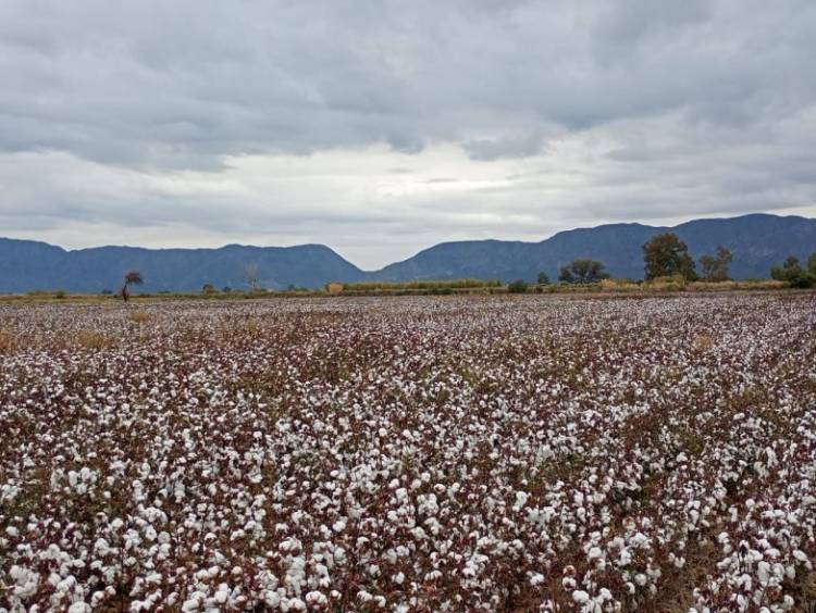 Intensifica controles sanitarios en cultivos de algodón para frenar al picudo algodonero