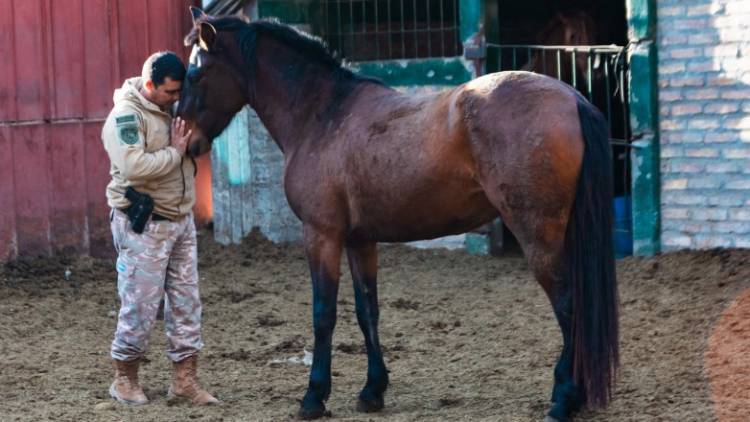 División Montada: el trabajo silencioso que recupera caballos y los convierte en aliados de la seguridad