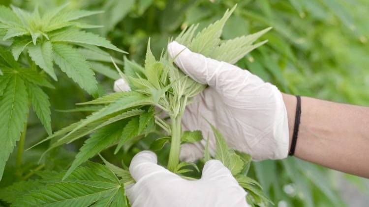 CanMe se convierte en la primera empresa argentina con certificación orgánica para cannabis medicinal