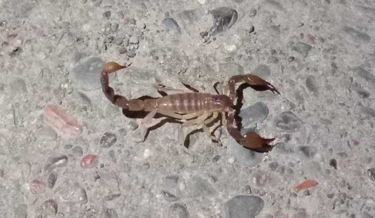 Temor en vecinos del Barrio Orión por la  presencia de alacranes en la zona 