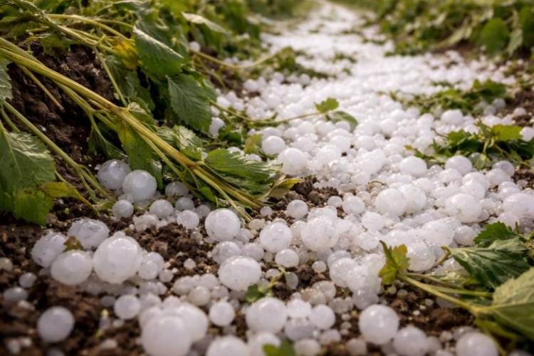 El Gobierno activa el protocolo de ayuda para productores víctimas de granizo