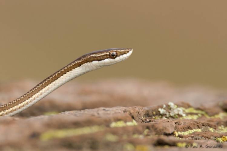 Cómo actuar ante la presencia de serpientes durante los meses de calor