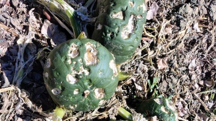 Relevan zonas productoras de Iglesia para verificar daños ocasionados por la tormenta