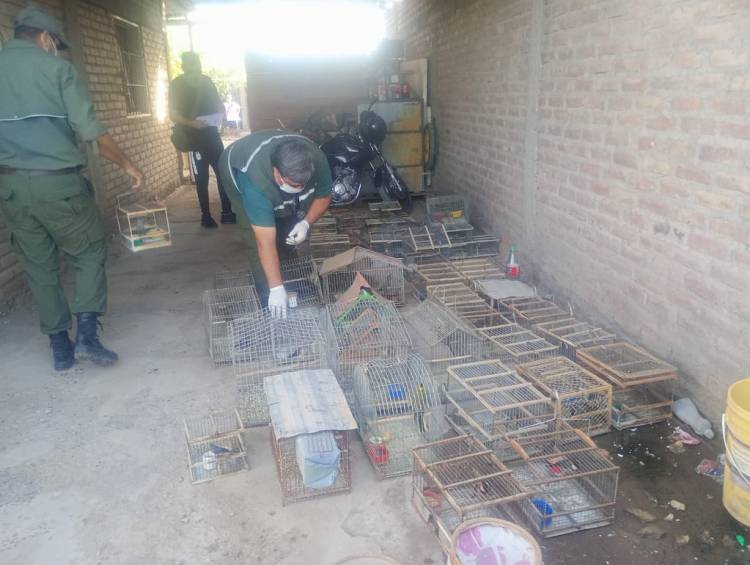 Ambiente desarticula redes de tráfico de fauna y refuerza controles en toda la provincia