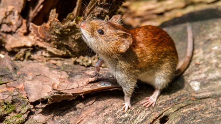 San Juan libre de casos de Hantavirus, refuerza la campaña de prevención