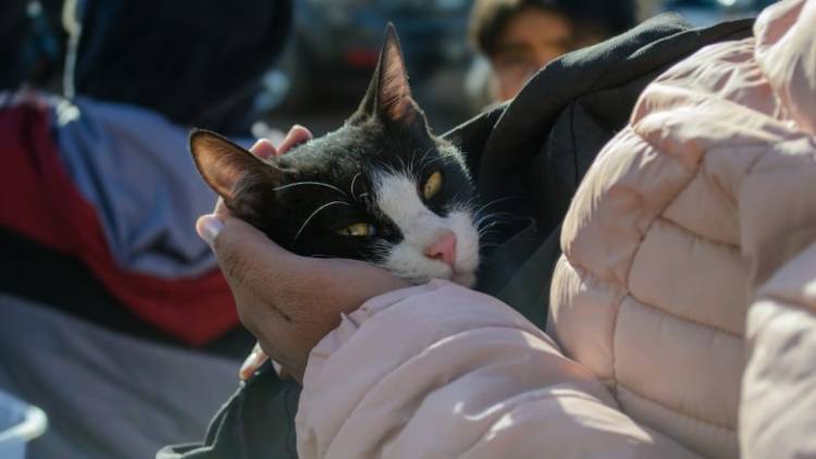 Cómo proteger a las mascotas y prevenir accidentes tras las lluvias